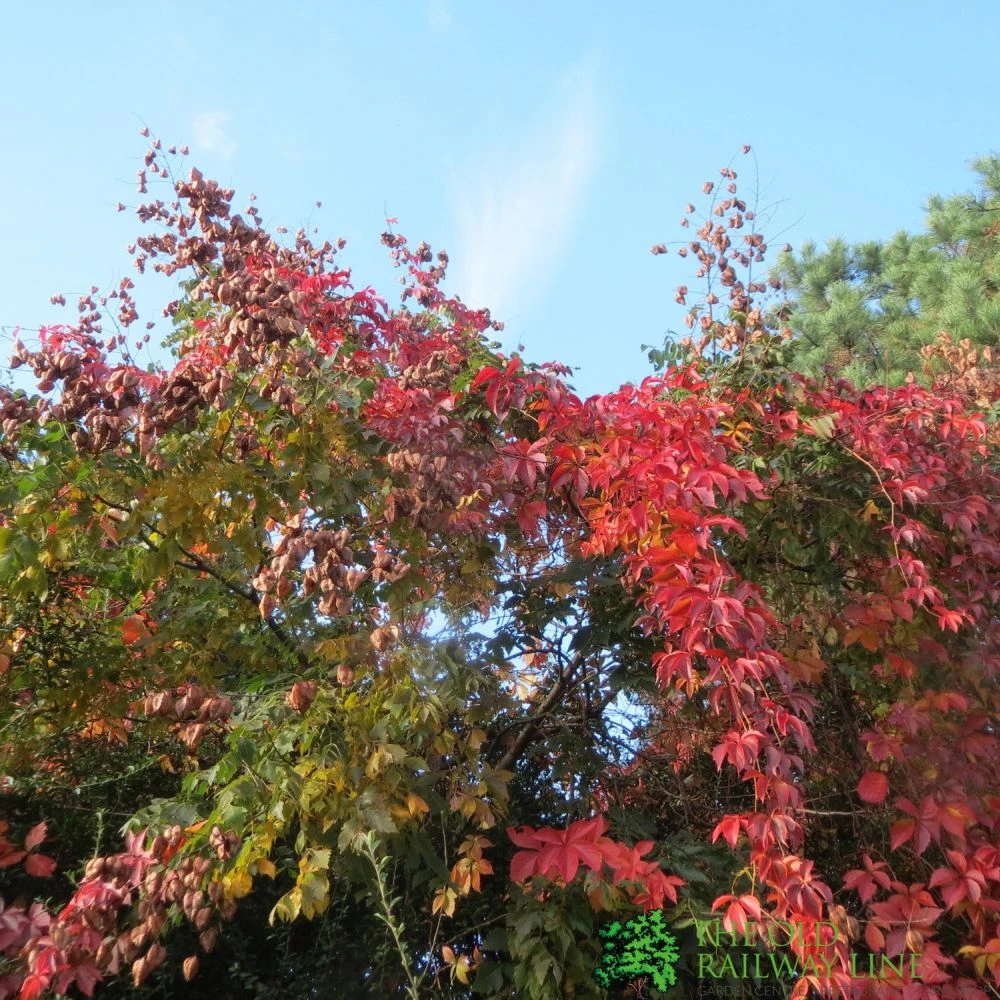 Parthenocissus Quinquefolia Virginia Creeper Climber 20 Ltr Pot 4 Parthenocissus Quinquefolia Virginia Creeper Climber 20 Ltr Pot - Image 2