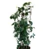 Parthenocissus Quinquefolia Virginia Creeper Climber 20 Ltr Pot 2 Parthenocissus Quinquefolia Virginia Creeper Climber 20 Ltr Pot -The Old Railway Line 5021768147269 16b9ba73 7f45 45ed 8b5b be8ee02b632c