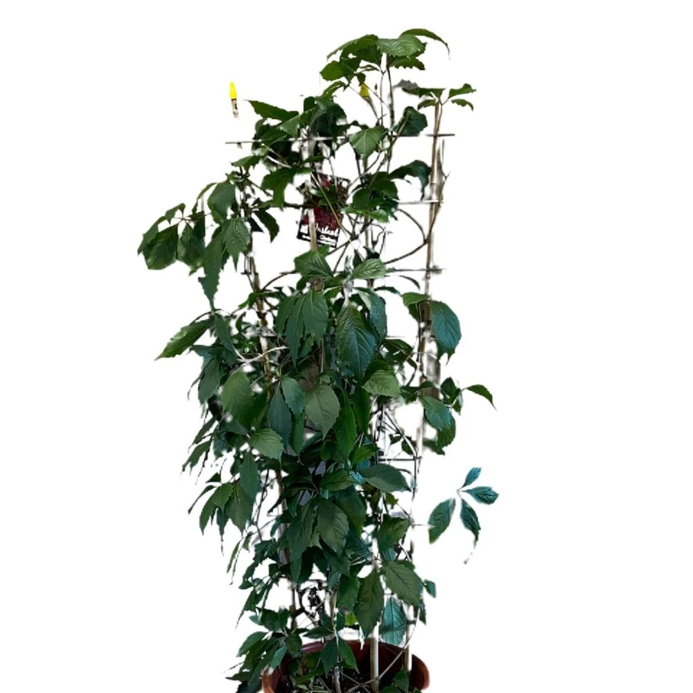 Parthenocissus Quinquefolia Virginia Creeper Climber 20 Ltr Pot 3 Parthenocissus Quinquefolia Virginia Creeper Climber 20 Ltr Pot