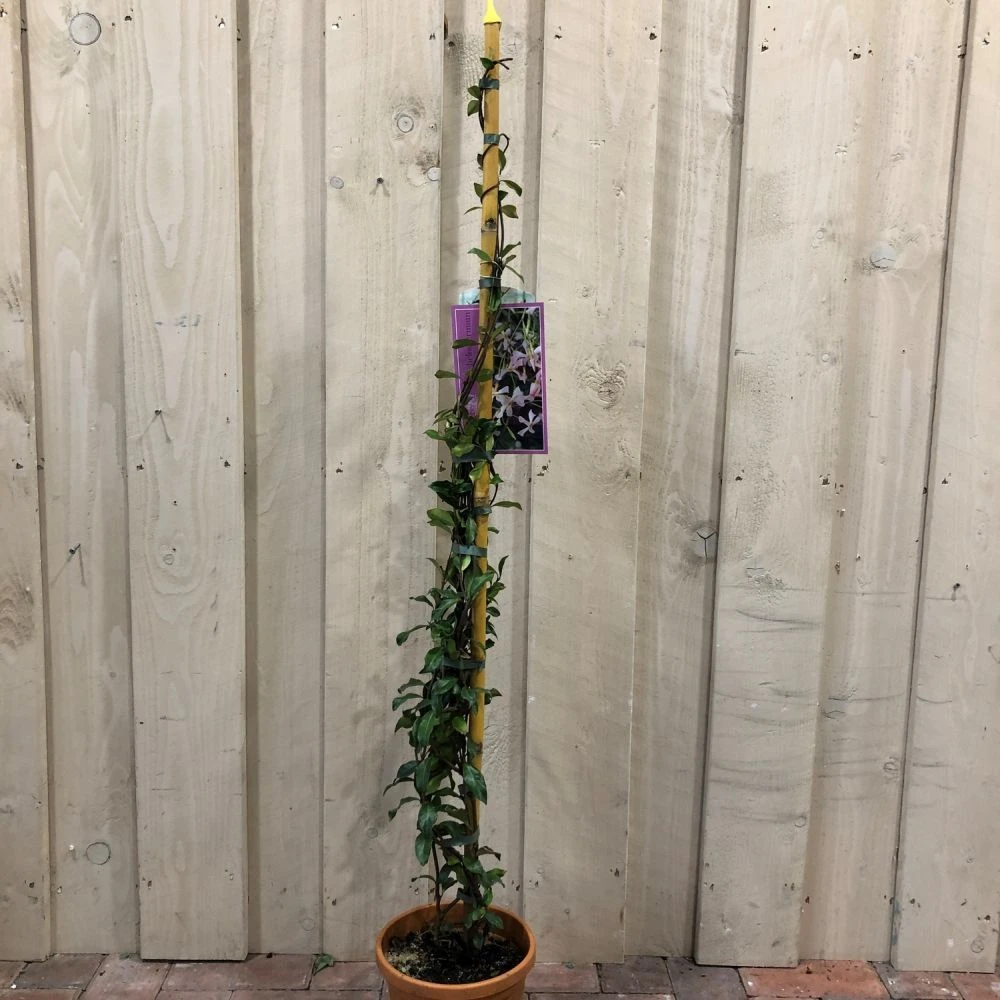 Trachelospermum Asiaticum 'Pink Showers' Climber 1m Tall (IT) 3 Trachelospermum Asiaticum 'Pink Showers' Climber 1m Tall (IT)