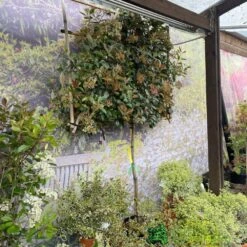 Photinia X Fraseri 'Red Robin' Pleached Form 2m Tall 7 Photinia X Fraseri 'Red Robin' Pleached Form 2m Tall -The Old Railway Line 5021768148341 3