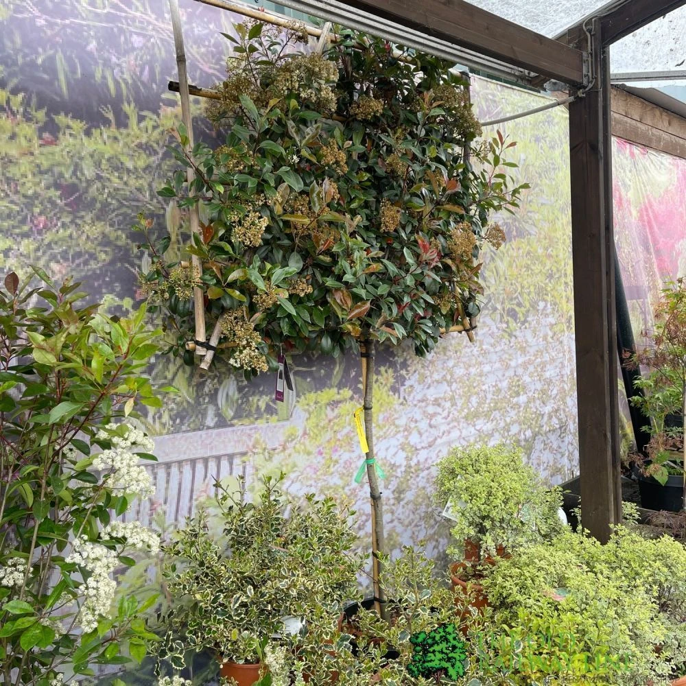 Photinia X Fraseri 'Red Robin' Pleached Form 2m Tall 5 Photinia X Fraseri 'Red Robin' Pleached Form 2m Tall - Image 3