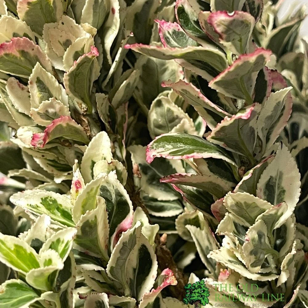 Euonymus Japonicus 'White Spire' Plant 40cm Tall (IT) 4 Euonymus Japonicus 'White Spire' Plant 40cm Tall (IT) - Image 2