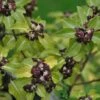 Pittosporum 'Tenuifolium' 3Ltr Pot -The Old Railway Line 5021768155035