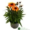 Echinacea 'Sunseekers Clementine' 3Ltr Pot 1 Echinacea 'Sunseekers Clementine' 3Ltr Pot -The Old Railway Line 5021768164761