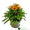Echinacea 'Prima Saffron' 3Ltr Pot 2 Echinacea 'Prima Saffron' 3Ltr Pot -The Old Railway Line 5021768165874