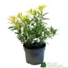 Pieris 'Flaming Silver' 2Ltr Pot (NL) 1 Pieris 'Flaming Silver' 2Ltr Pot (NL) -The Old Railway Line 5023242090252