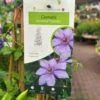 Clematis 'Bernadine' Climber 3Ltr Pot 1 Clematis 'Bernadine' Climber 3Ltr Pot -The Old Railway Line 5025338000046