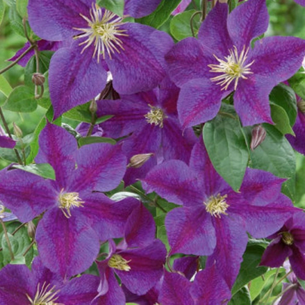 Clematis 'Star Of India' Climber 3 Ltr Pot 3 Clematis 'Star Of India' Climber 3 Ltr Pot