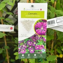 Clematis 'Etoile Violette' Climber 3 Ltr Pot