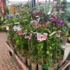 Clematis 'Summer Hybrids' Mixed Variety 2Ltr Pot -The Old Railway Line 5025338003023