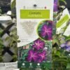 Clematis 'Night Veil' Climber 3Ltr Pot 1 Clematis 'Night Veil' Climber 3Ltr Pot -The Old Railway Line 5025338009056