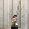 Chimonanthus Praecox 'Wintersweet' Plant 3Ltr Pot (NL) 2 Chimonanthus Praecox 'Wintersweet' Plant 3Ltr Pot (NL) -The Old Railway Line 5026429421832