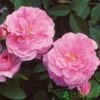 David Austin 'The Mayflower' Pink English Rose 6Ltr Pot -The Old Railway Line 5031825012904