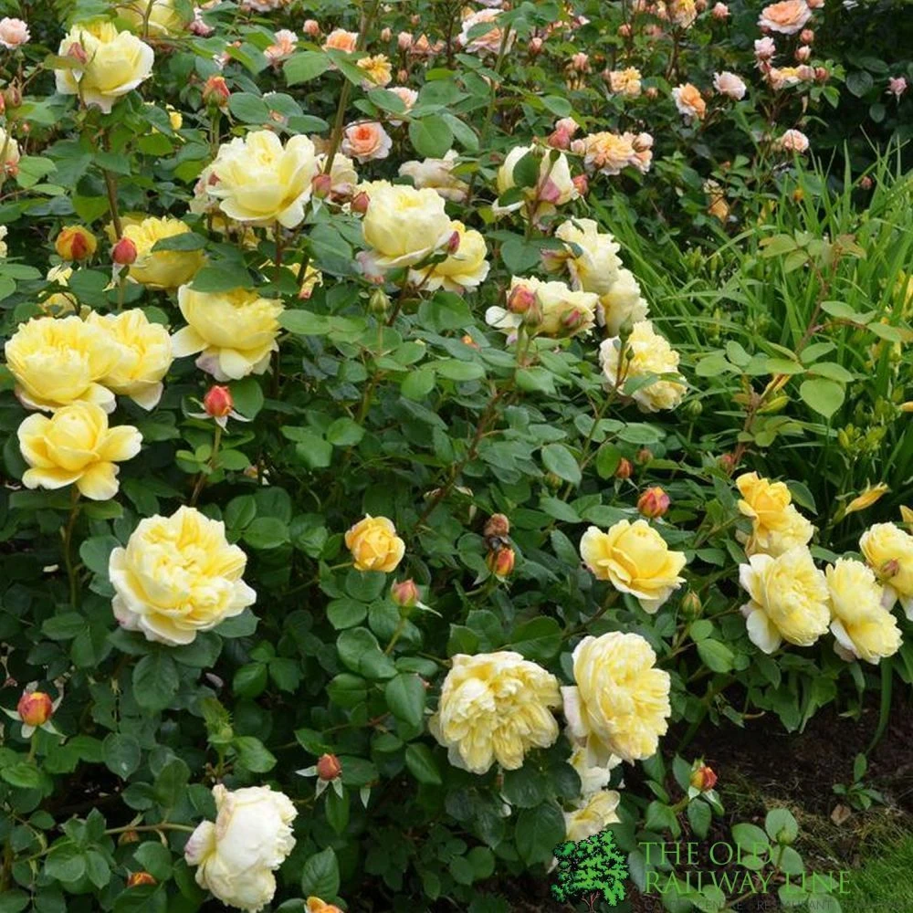 David Austin 'Charles Darwin' Yellow English Rose 6Ltr Pot 4 David Austin 'Charles Darwin' Yellow English Rose 6Ltr Pot - Image 2