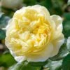 David Austin 'Charles Darwin' Yellow English Rose 6Ltr Pot 2 David Austin 'Charles Darwin' Yellow English Rose 6Ltr Pot -The Old Railway Line 5031825015936 7f780bb1 f165 4e53 8a34 bdcaafd66cd6