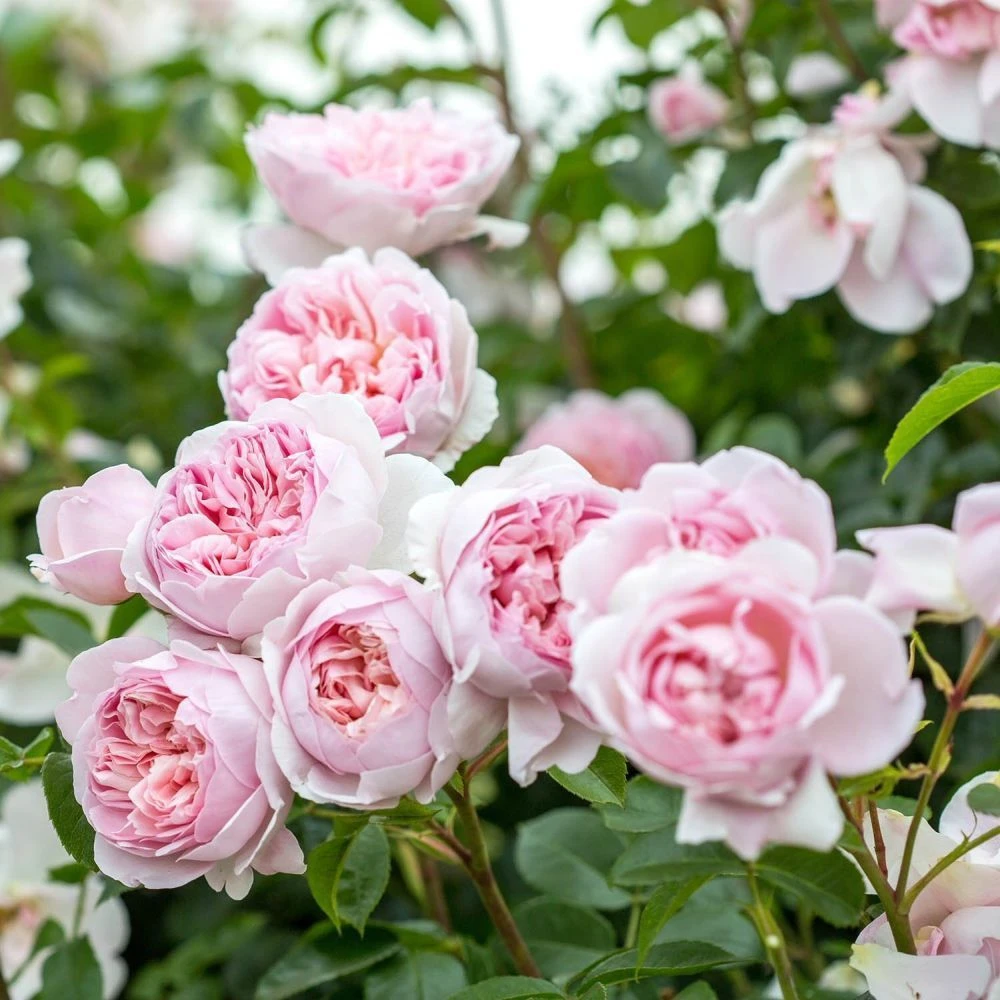 David Austin 'Wildeve' Light Pink English Shrub Rose6Ltr Pot 3 David Austin 'Wildeve' Light Pink English Shrub Rose6Ltr Pot