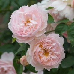 David Austin 'Gentle Hermione' Pink English Rose 6Ltr Pot 9 David Austin 'Gentle Hermione' Pink English Rose 6Ltr Pot -The Old Railway Line 5031825016971 3