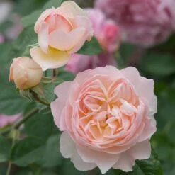 David Austin 'Gentle Hermione' Pink English Rose 6Ltr Pot 10 David Austin 'Gentle Hermione' Pink English Rose 6Ltr Pot -The Old Railway Line 5031825016971 4