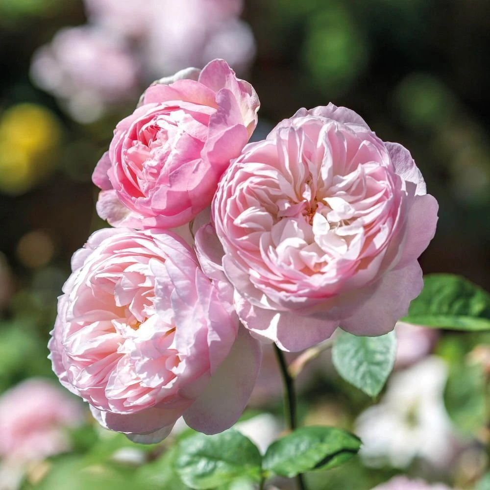 David Austin 'Gentle Hermione' Pink English Rose 6Ltr Pot 3 David Austin 'Gentle Hermione' Pink English Rose 6Ltr Pot