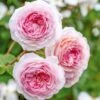David Austin 'James Galway' Light Pink English Climbing Rose 6Ltr Pot 1 David Austin 'James Galway' Light Pink English Climbing Rose 6Ltr Pot -The Old Railway Line 5031825017275