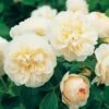 David Austin 'Lichfield Angel' Cream English Shrub Rose 6Ltr Pot 1 David Austin 'Lichfield Angel' Cream English Shrub Rose 6Ltr Pot -The Old Railway Line 5031825017589 c0d65ef7 67d5 435e 9a62 74951c15ab7d