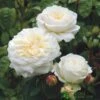 David Austin 'Tranquillity' White English Rose 6Ltr Pot -The Old Railway Line 5031825020718 f0d9bda7 7c69 46e3 8a7f 46dcbd603ba0