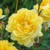 David Austin 'The Poet's Wife' Yellow English Rose 6Ltr Pot 1 David Austin 'The Poet's Wife' Yellow English Rose 6Ltr Pot -The Old Railway Line 5031825021098