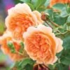 David Austin 'Dame Judi Dench' Orange English Rose 6Ltr Pot 1 David Austin 'Dame Judi Dench' Orange English Rose 6Ltr Pot -The Old Railway Line 5031825021739