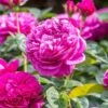 David Austin 'James L Austin' Deep Pink English Shrub Rose 6Ltr Pot 1 David Austin 'James L Austin' Deep Pink English Shrub Rose 6Ltr Pot -The Old Railway Line 5031825021746 c6dc1f71 20e3 45ad a784 81cc6d2e06f3