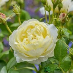 David Austin 'Vanessa Bell' Pale Yellow English Rose 6Ltr Pot