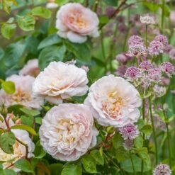 David Austin 'Emily Brontë' Pink English Rose 6Ltr Pot -The Old Railway Line 5031825021869 3 9b7506c8 1c1e 4c44 9a3b 79c60ca6b933