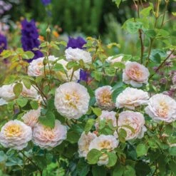 David Austin 'Emily Brontë' Pink English Rose 6Ltr Pot -The Old Railway Line 5031825021869 5 fbe9841b df99 4482 a9d2 8bfe3d7a6101