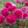 David Austin 'Gabriel Oak' Pink English Shrub Rose 6 Ltr Pot