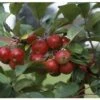 Crab Apple 'Gorgeous' M27 Rootstock 12Ltr Pot -The Old Railway Line 5038838003974 8b3cf132 8229 4e11 ba0d 84a201b3a41b