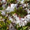 Cherry Blossom 'Snow Showers' Patio Top Worked Tree 11.5Ltr Pot 2 Cherry Blossom 'Snow Showers' Patio Top Worked Tree 11.5Ltr Pot -The Old Railway Line 5038838019197