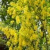 Laburnum Anagyroides ‘Yellow Rocket’ 12Ltr Pot -The Old Railway Line 5038838106224 8a1010d9 be0c 4920 bfac 842d13215c2d