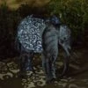Smart Solar 38cm Metal Elephant Silhouette -The Old Railway Line 5050642064200