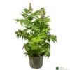 Sorbaria 'Sem' 3ltr Pot 1 Sorbaria 'Sem' 3ltr Pot -The Old Railway Line 5050704086607