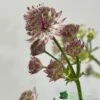 Astrantia 'Star Of Beauty' 2Ltr Pot 2 Astrantia 'Star Of Beauty' 2Ltr Pot -The Old Railway Line 5050704149791 08debb63 f961 43cd a471 624d5a3604b2