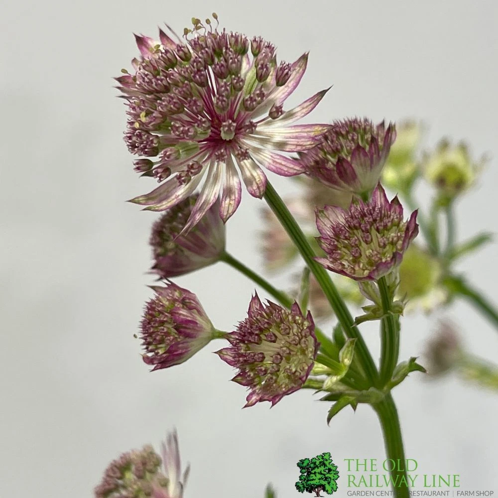 Astrantia 'Star Of Beauty' 2Ltr Pot 3 Astrantia 'Star Of Beauty' 2Ltr Pot