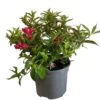 Weigela 'All Summer Red' Plant 3Ltr Pot 2 Weigela 'All Summer Red' Plant 3Ltr Pot -The Old Railway Line 5050704374100