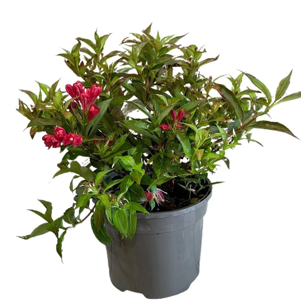 Weigela 'All Summer Red' Plant 3Ltr Pot 3 Weigela 'All Summer Red' Plant 3Ltr Pot
