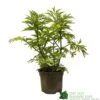 Sambucus Nigra 'Golden Tower' Elder Tree 3Ltr Pot
