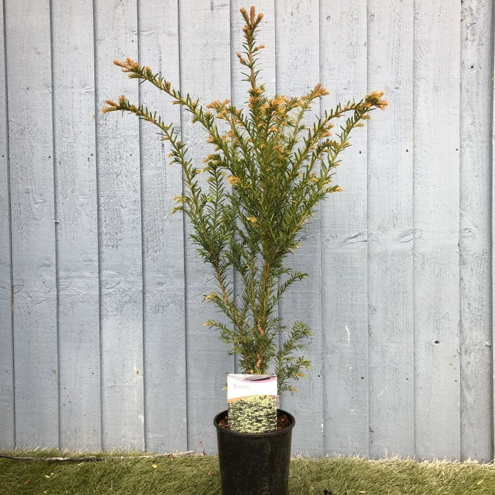 Taxus Baccata Common Yew Plant 2 Ltr 3 Taxus Baccata Common Yew Plant 2 Ltr