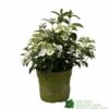 Hydrangea 'Runaway Bride' Plant 3Ltr Pot -The Old Railway Line 5050704637069 90834b77 23de 4095 8358 3af3053ca686