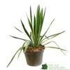 Yucca Filamentosa 'Bright Edget' 3Ltr Pot -The Old Railway Line 5050704639667 6447b7f4 5202 4227 9495 149920b15b6e