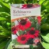Echinacea 'Sunseekers Red' 3Ltr Pot 2 Echinacea 'Sunseekers Red' 3Ltr Pot -The Old Railway Line 5050704640403 801b3b7a af0c 46ee b023 91fb8305ab79