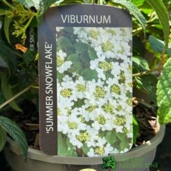 Viburnum 'Summer Snowflake' 3Ltr Pot