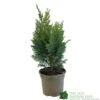 Chamaecyparis Lawsonia 'Columnaris Glauca' Conifer 3Ltr Pot -The Old Railway Line 5055028608573
